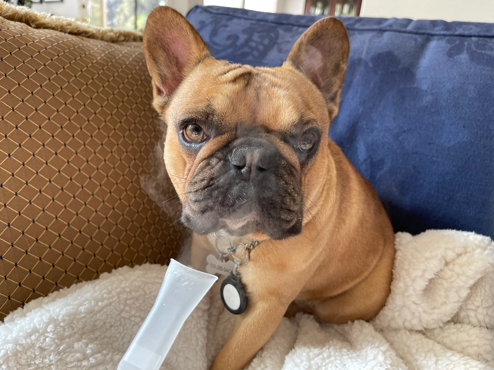 Bully Baum Daily Care & Emergency Rescue Kit