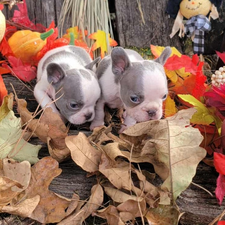 🐣 DUCK EGG PUPPY FORMULA - TINY BREED EDITION 🐣