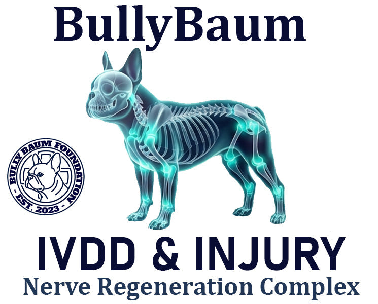 IVDD & Injury Support