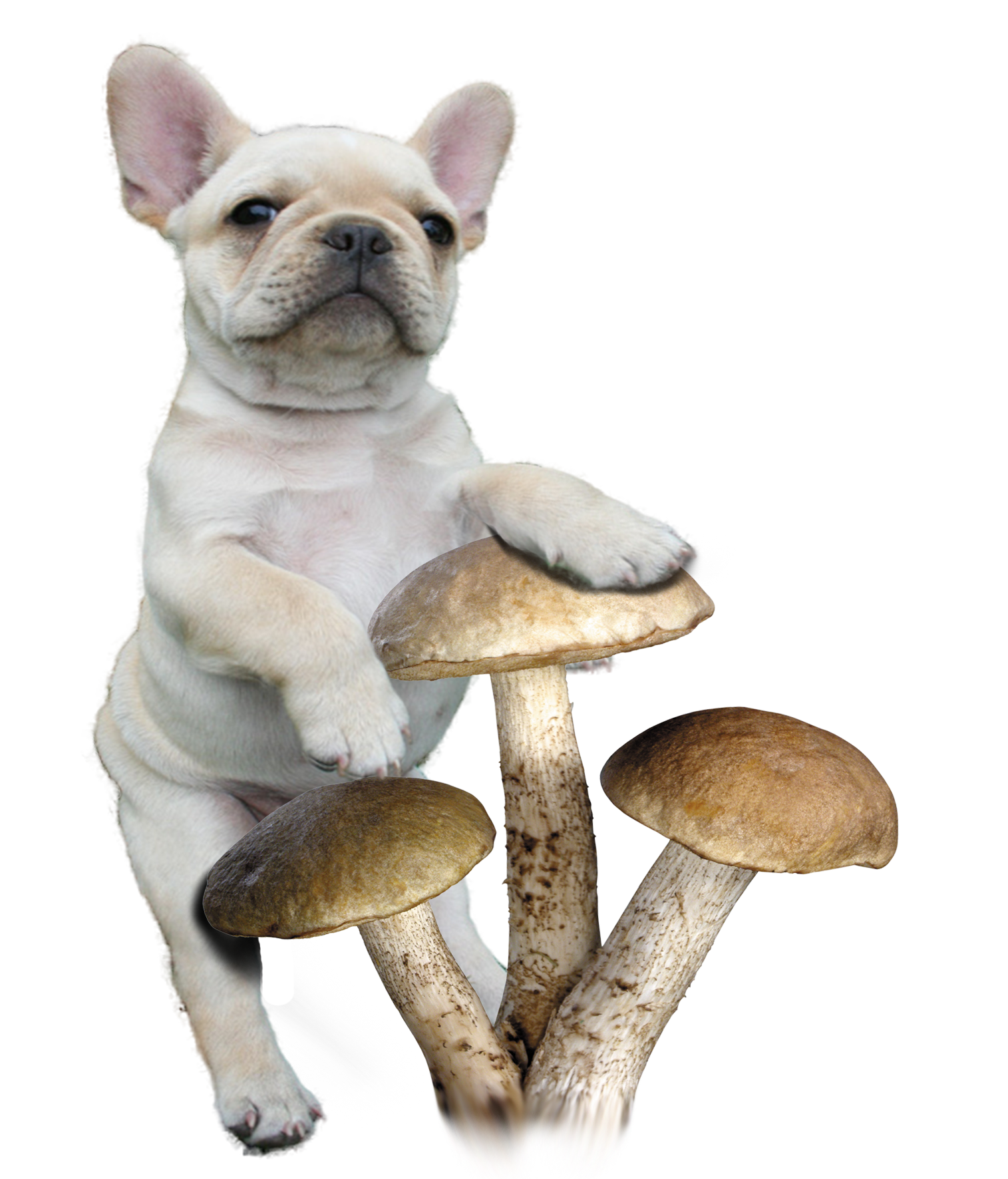 7 Mushroom Immune Booster