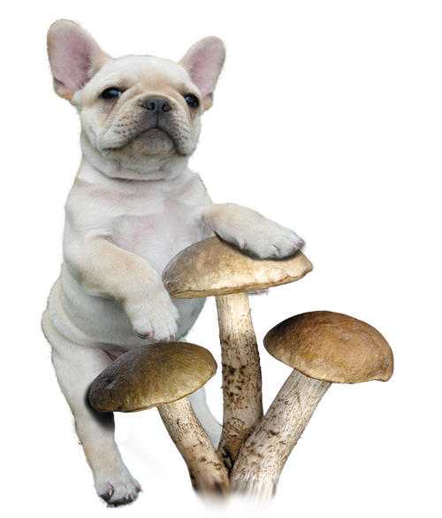 7 Mushroom Immune Booster