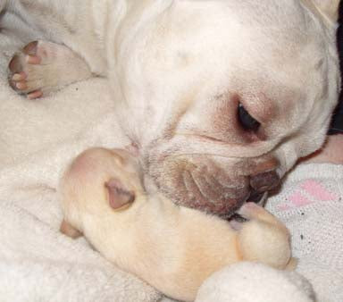 Ester C Breeding & Pregnancy